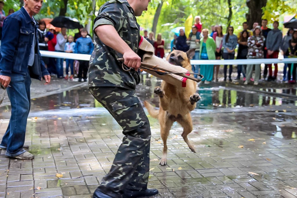 выставка собак в Бердянске на день города