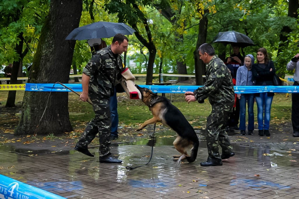 выставка собак в Бердянске на день города