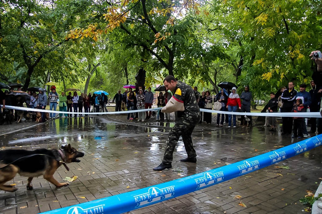 выставка собак в Бердянске на день города