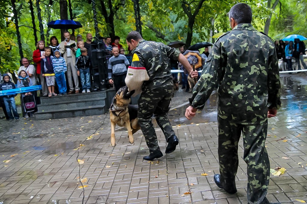 выставка собак в Бердянске на день города