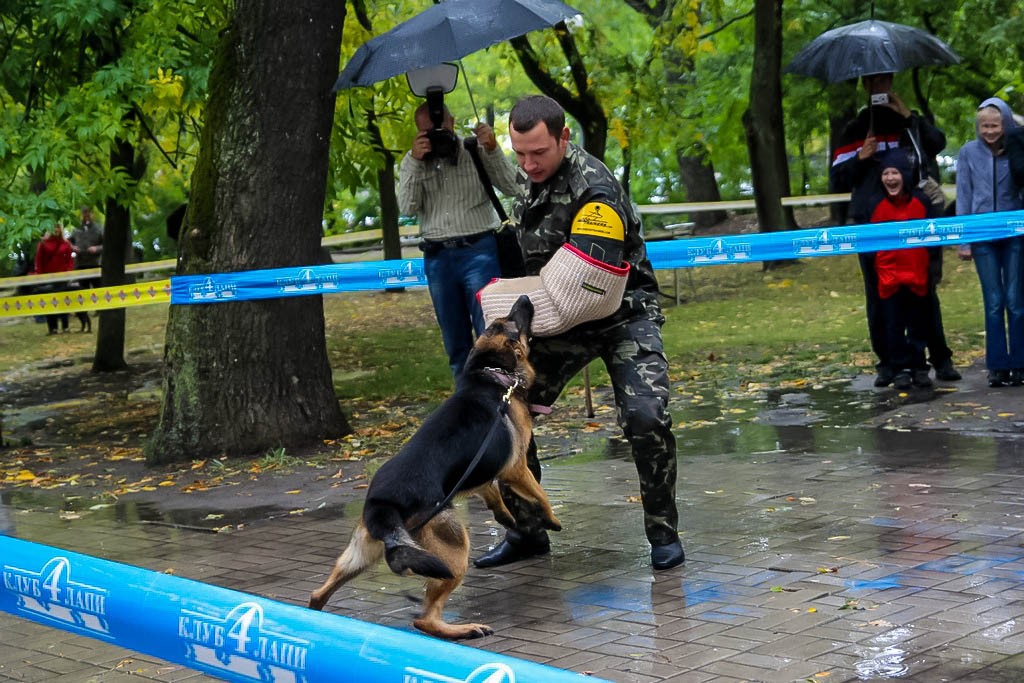 выставка собак в Бердянске на день города