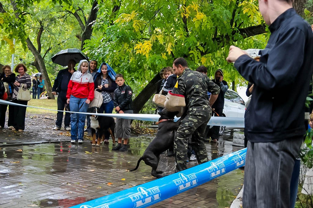 выставка собак в Бердянске на день города