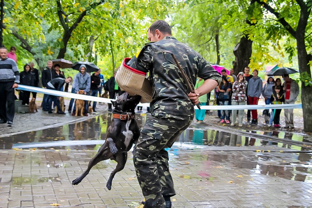 выставка собак в Бердянске на день города