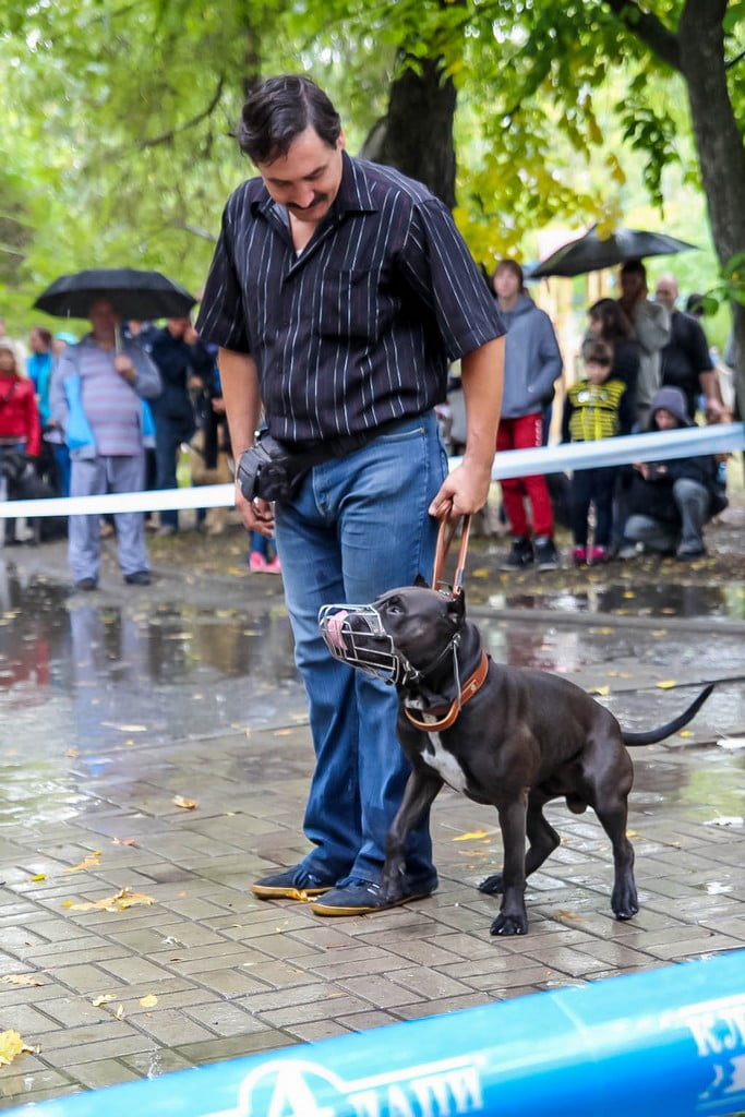 выставка собак в Бердянске на день города