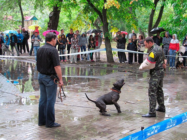 выставка собак в Бердянске на день города