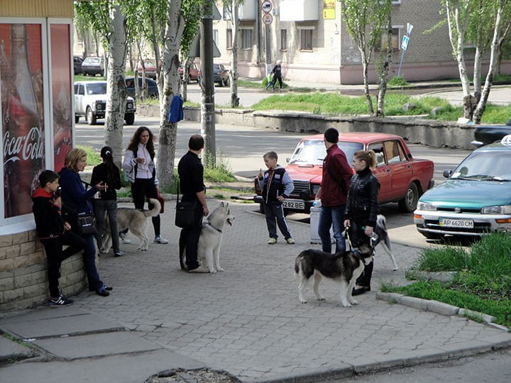 Выставка собак в Бердянске 4 мая 2014 года