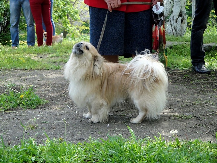 Выставка собак в Бердянске 4 мая 2014 года