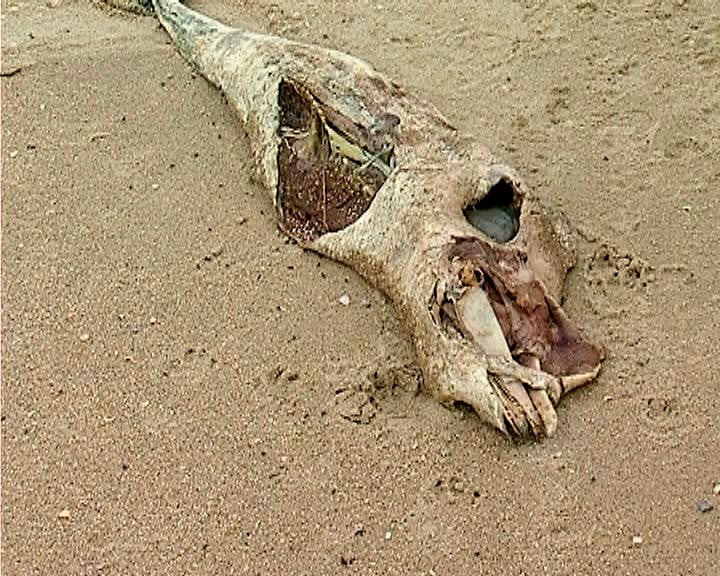 мертвый дельфин