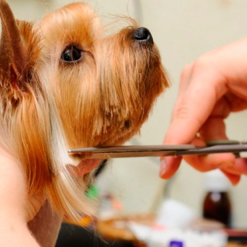 собака парикмахерская