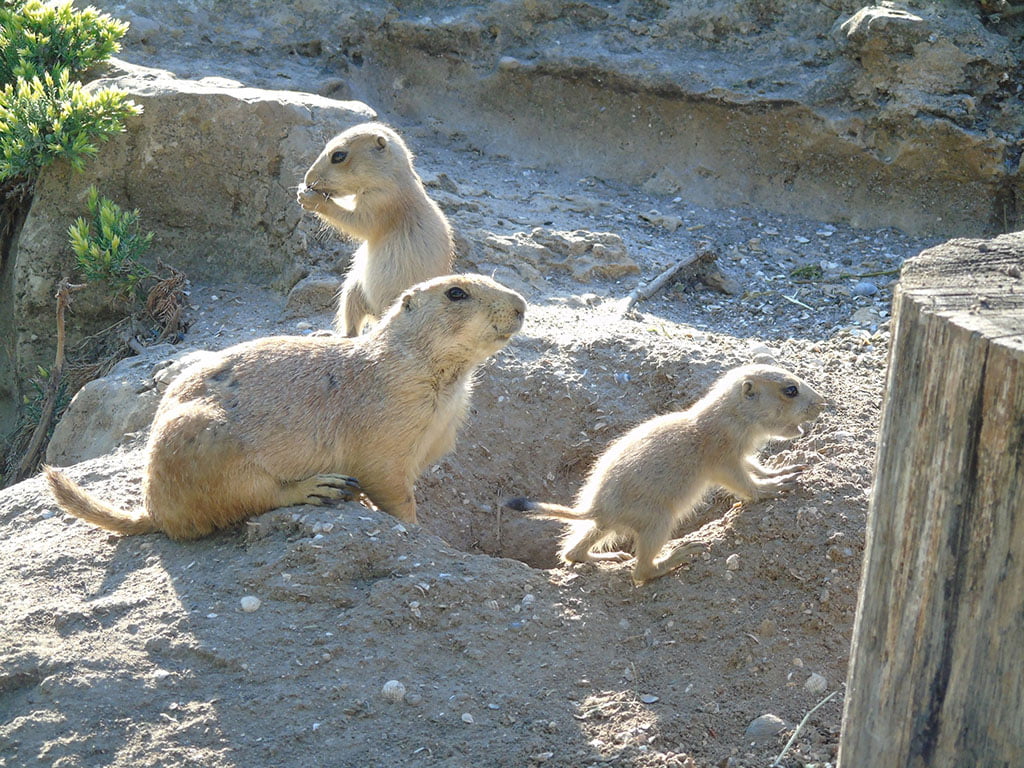 Луговые собачки в зоопарке Сафари