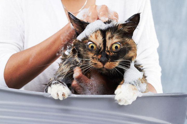 Как правильно купать кошку: подготовка, выбор моющего средства, процедура