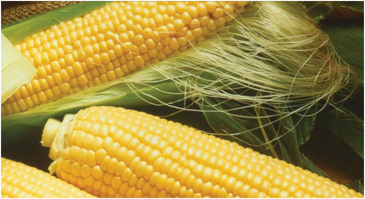 очищенный початок кукурузы 