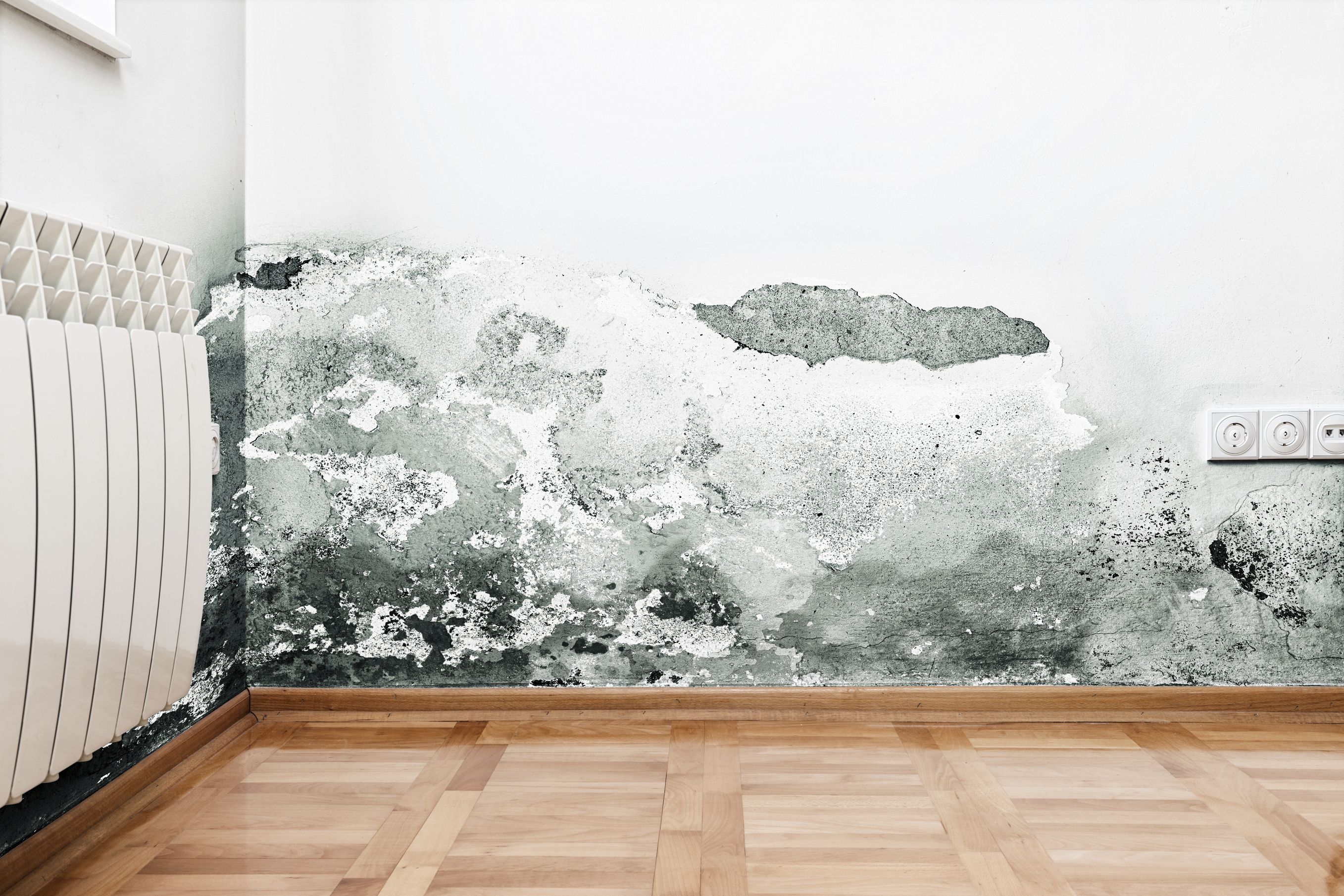 Повышенная влажность приводит к развитию грибка на стене
