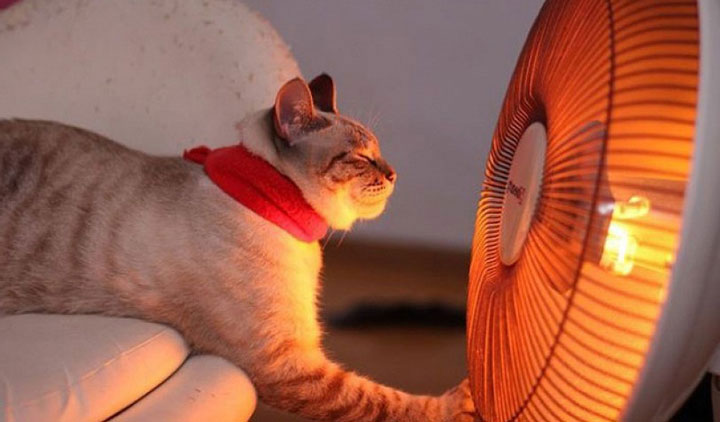 кот греется возле тепловентилятора 