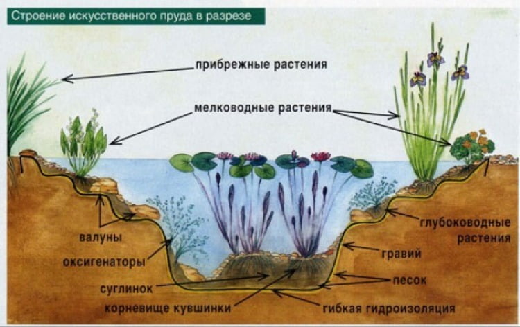 растения