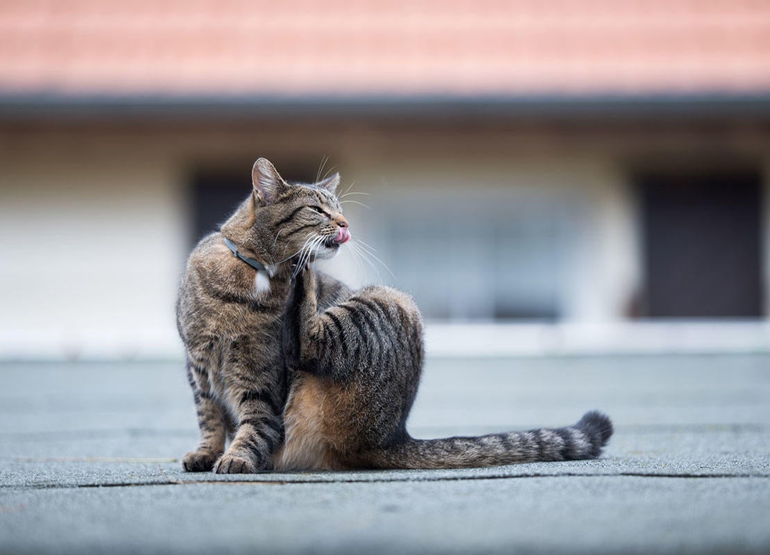 кошка с ошейником от блох