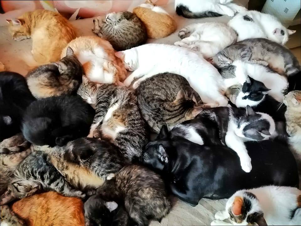 Котики