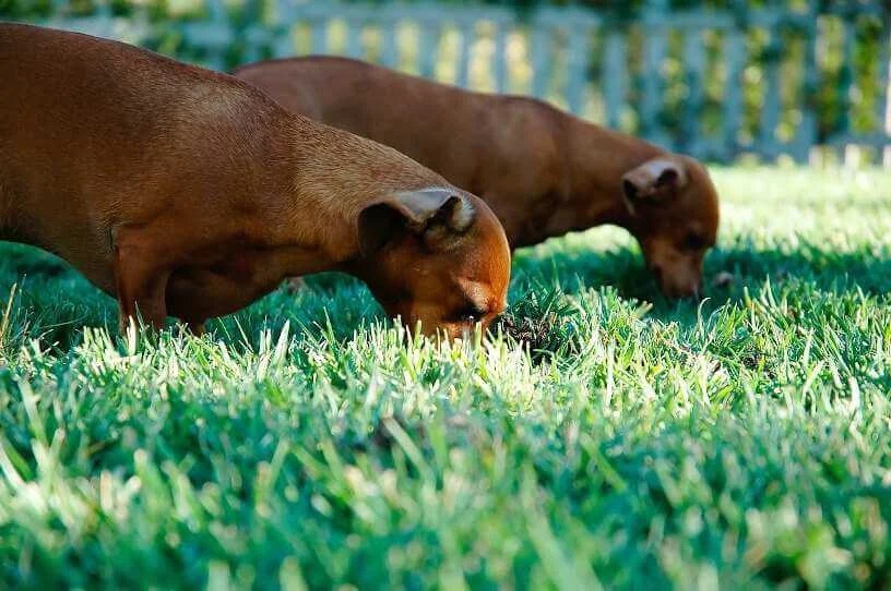 собаки їдять траву