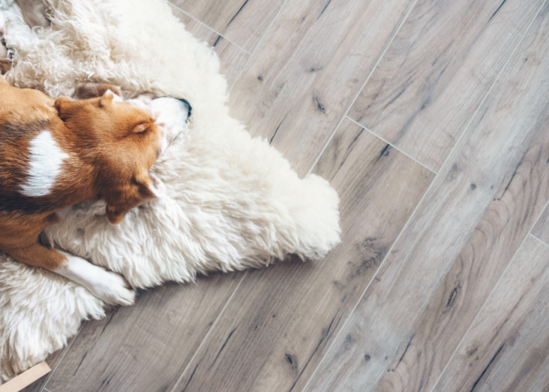 собака лежить на килимку на ламінаті 