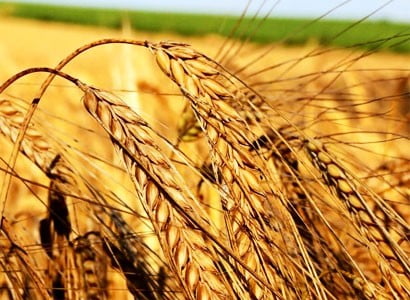 пшениц