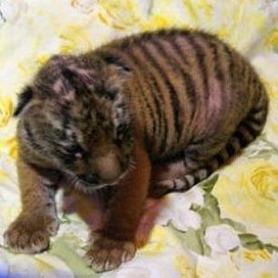 Новорожденную уссурийскую тигрицу бердянский зоопарк "Сафари" показал журналистам - фото-отчет