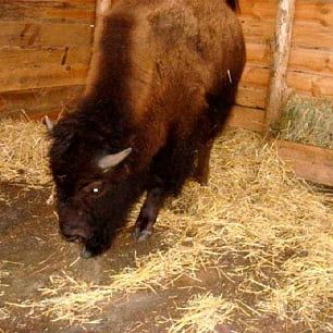 В зоопарке пополнение, Черкасского бизончика Вектора продали в Бердянск за 6,5 тысяч