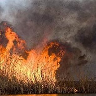 В Бердянске горели трава и сараи
