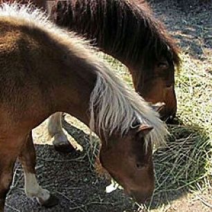 В Бердянске изъяли двух пони. Животные были голодными и с ранами на спине