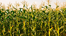 Чим засівати поля? Аграрії прогнозують зростання закупівельних цін на соняшник та кукурудзу
