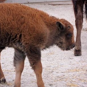 В Бердянском зоопарке родились бизоны - фото