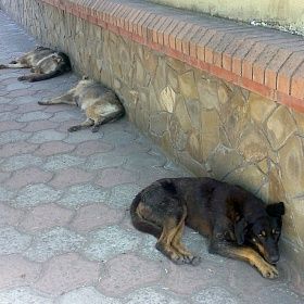 Бердянские чиновники запутались в бездомных собаках