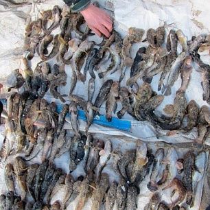 Двое украинцев попытались незаконно порыбачить в Азовском море