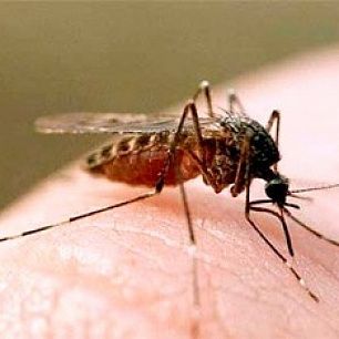 В Бердянске этим летом комаров будет меньше, а туристов больше