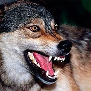 Волки продолжают донимать жителей Бердянского района