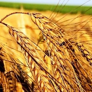 В Запорожской области создается региональный запас пшеницы