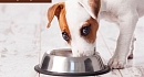 8 помилок, власників собак при купівлі корму