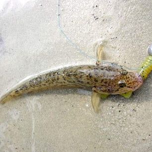 На Азовском море браконьеры рыбачили под видом "научного лова"