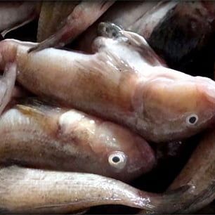 Мор бычка - погибло более 23 тонн рыбы