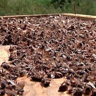 Гибель бердянских пчел расследуют прокурорские чины