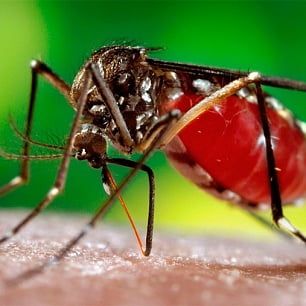 В Бердянске на борьбу с комарами пока денег нет