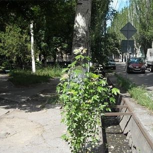 Казацкий сквер в Бердянске