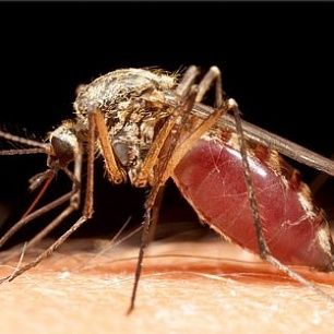 На телеканале "Интер" вышел сюжет о решении комариного вопроса в Бердянске