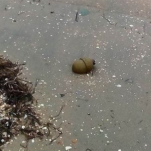 В Бердянске на пляже в районе Слободки обнаружена граната