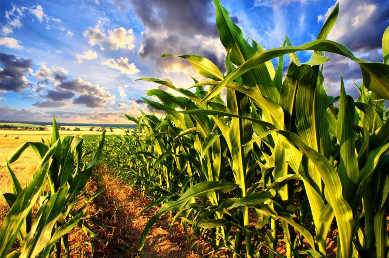 Как выбрать кукурузу для посадки в новом сезоне