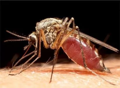 В Бердянске началась война с комарами (видео сюжет)