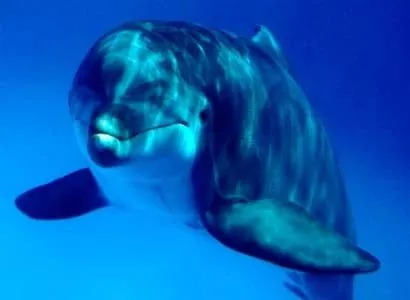 Жизнь питомцев бердянского дельфинария под угрозой