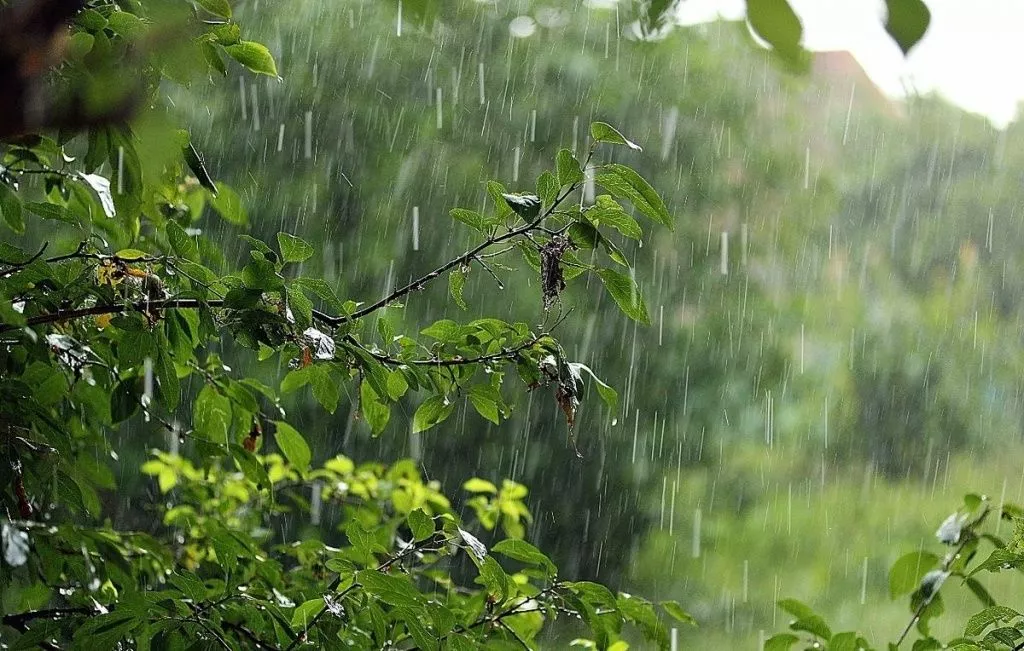 Украину в пятницу омоет дождями