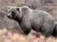 В зоопарке "Сафари" пополнение: на свет появились двое гималайских медвежат (видео + текст)