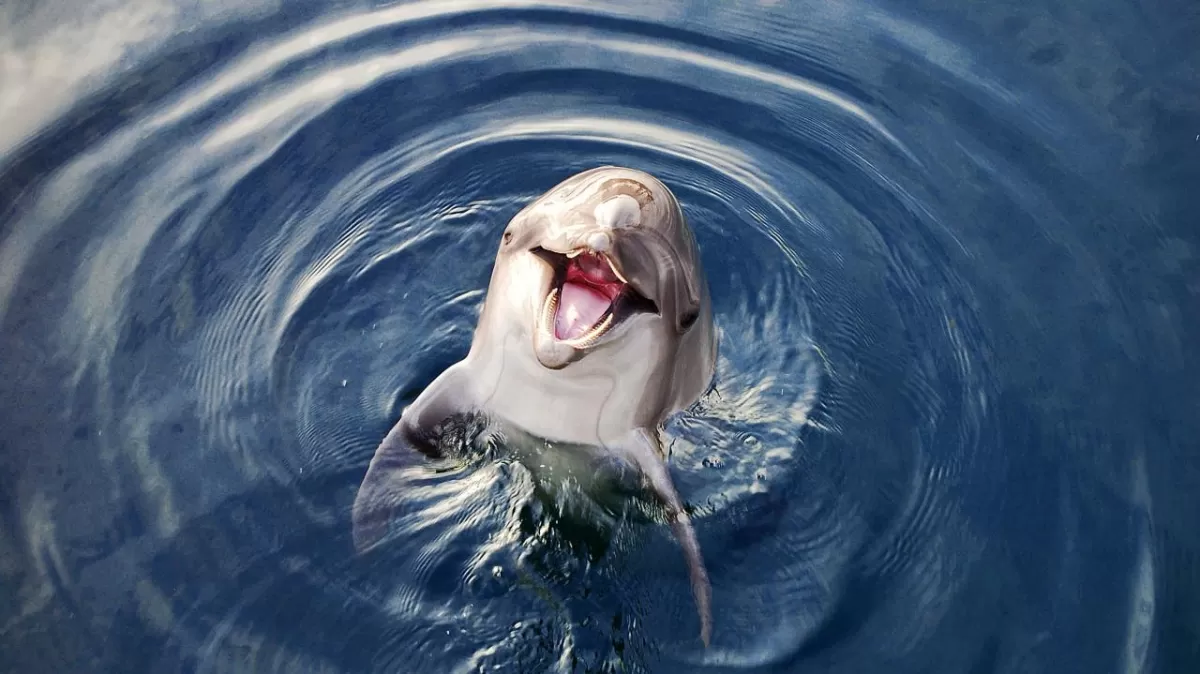 5 фактів про дельфінів
