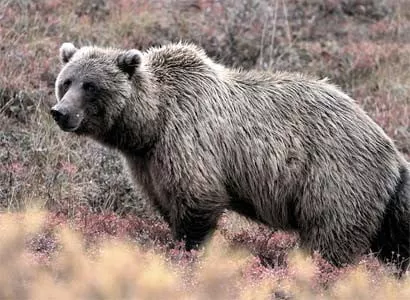 В бердянском зоопарке появились на свет двое гималайских медвежат